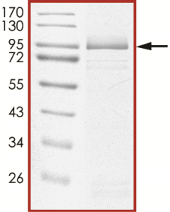 EGFR (T790M C797S L858R), Active